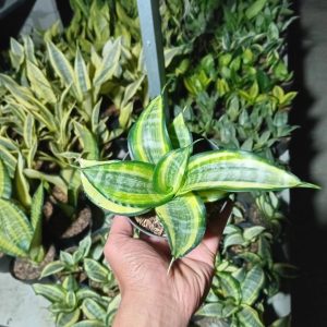 sansevieria japanis.tuwister