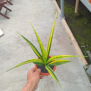 sansevieria farfalancet yellow