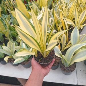 sansevieria gold banner mutation