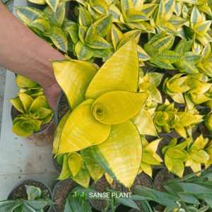 sansevieria hanipilipon gold