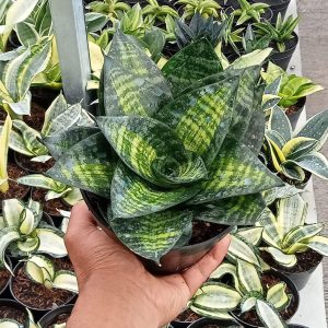 sansevieria hani recing line