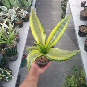 sansevieria futura gold