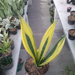 sansevieria godfemee