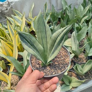 sansevieria monsenbrazilian