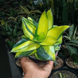 sansevieria grenmol varigatad