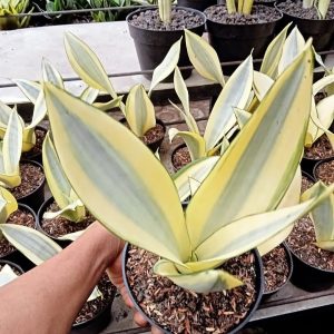 sansevieria shepls