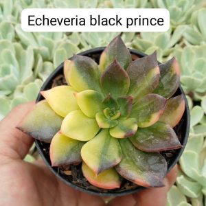 echeveria black prince varigatad
