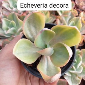 echeveria decora mutation