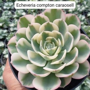 echeveria compton caraosell varigatad