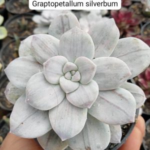 echeveria graptoptaliim sirperbum