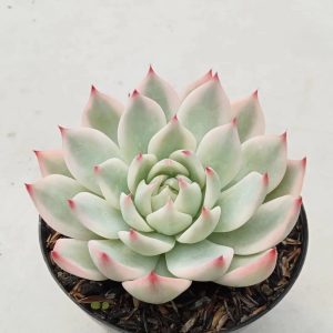 echeveria chihuahuahensis aurea