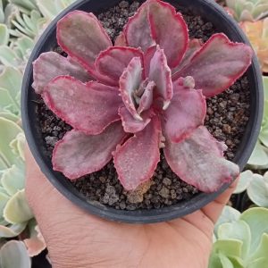 echeveria drgon fin