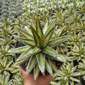 agave victoria mediopicta