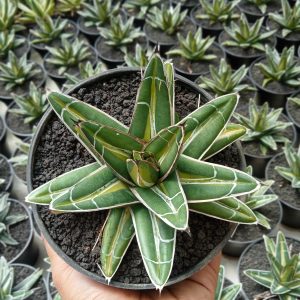 agave victoria giant midopicta