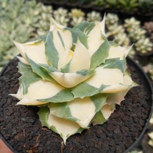 agave shoiji raijin yellow