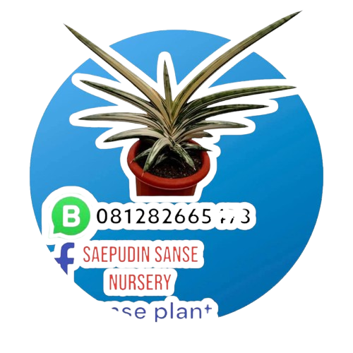 Saepudin Sanse Nursery